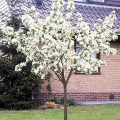 Birne ‘Williams Rot’ - Rote Birnen direkt aus dem Garten