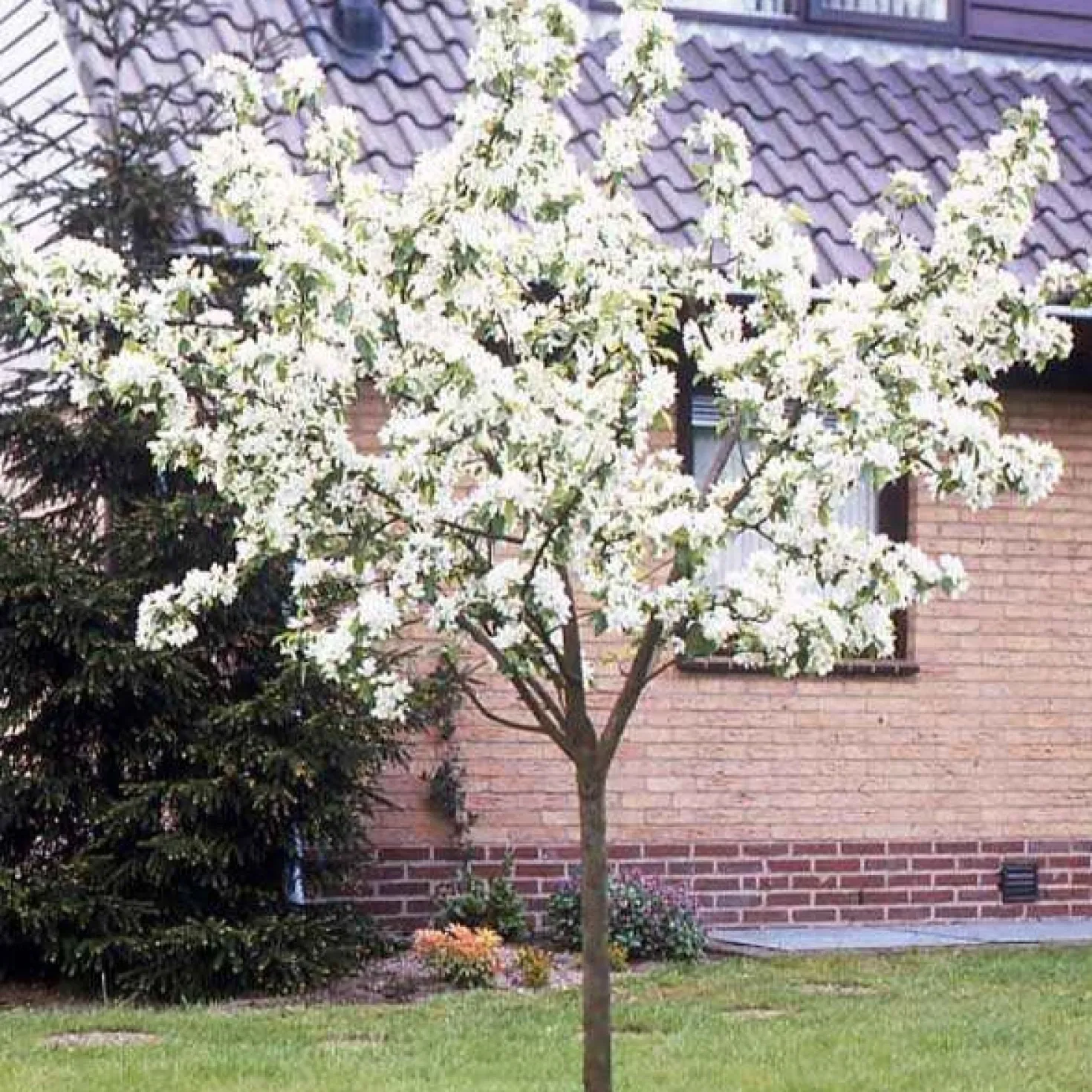 Birne ‘Williams Rot’ - Rote Birnen direkt aus dem Garten