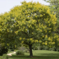 Blasenesche - Goldregen im Hochsommer