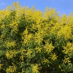 Blasenesche - Goldregen im Hochsommer