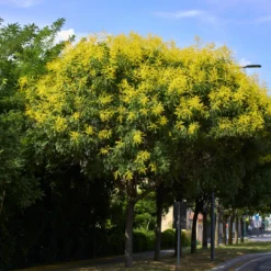 Blasenesche - Goldregen im Hochsommer