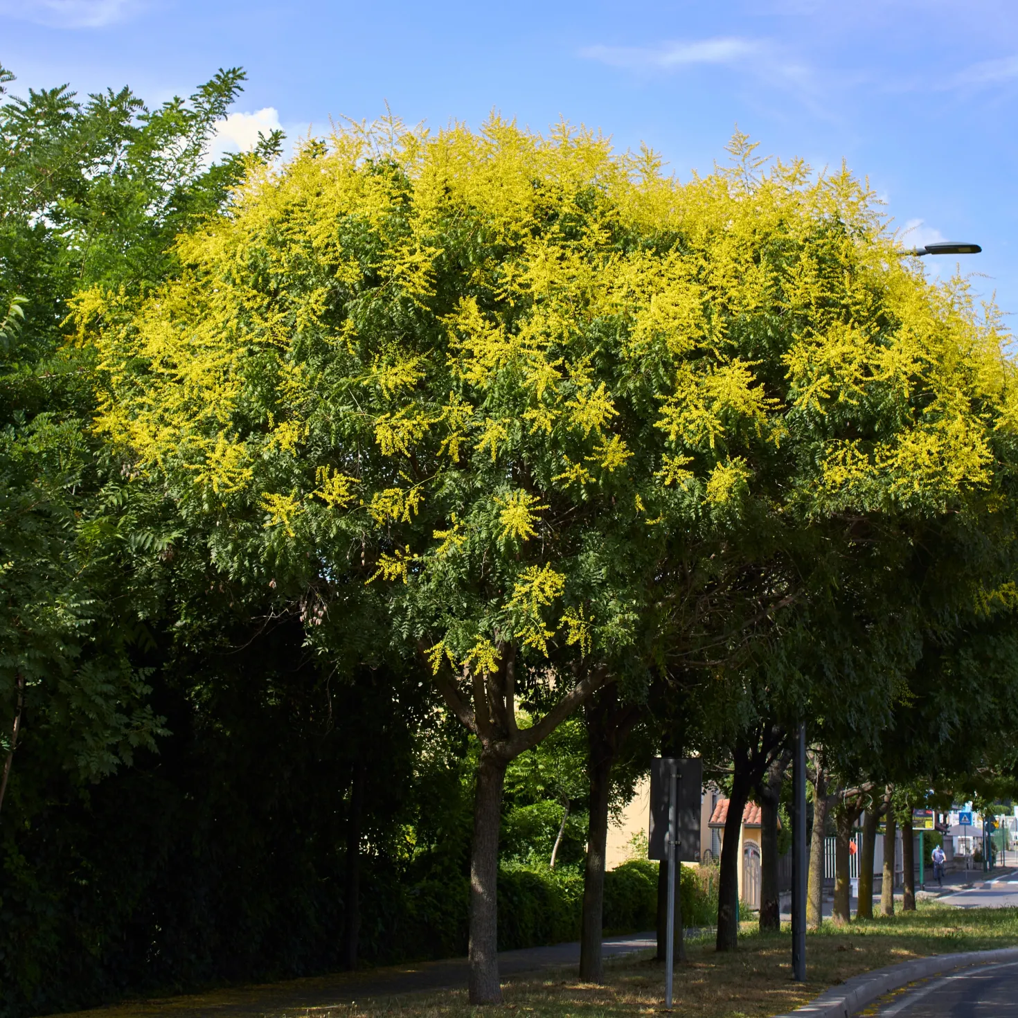 Blasenesche - Goldregen im Hochsommer