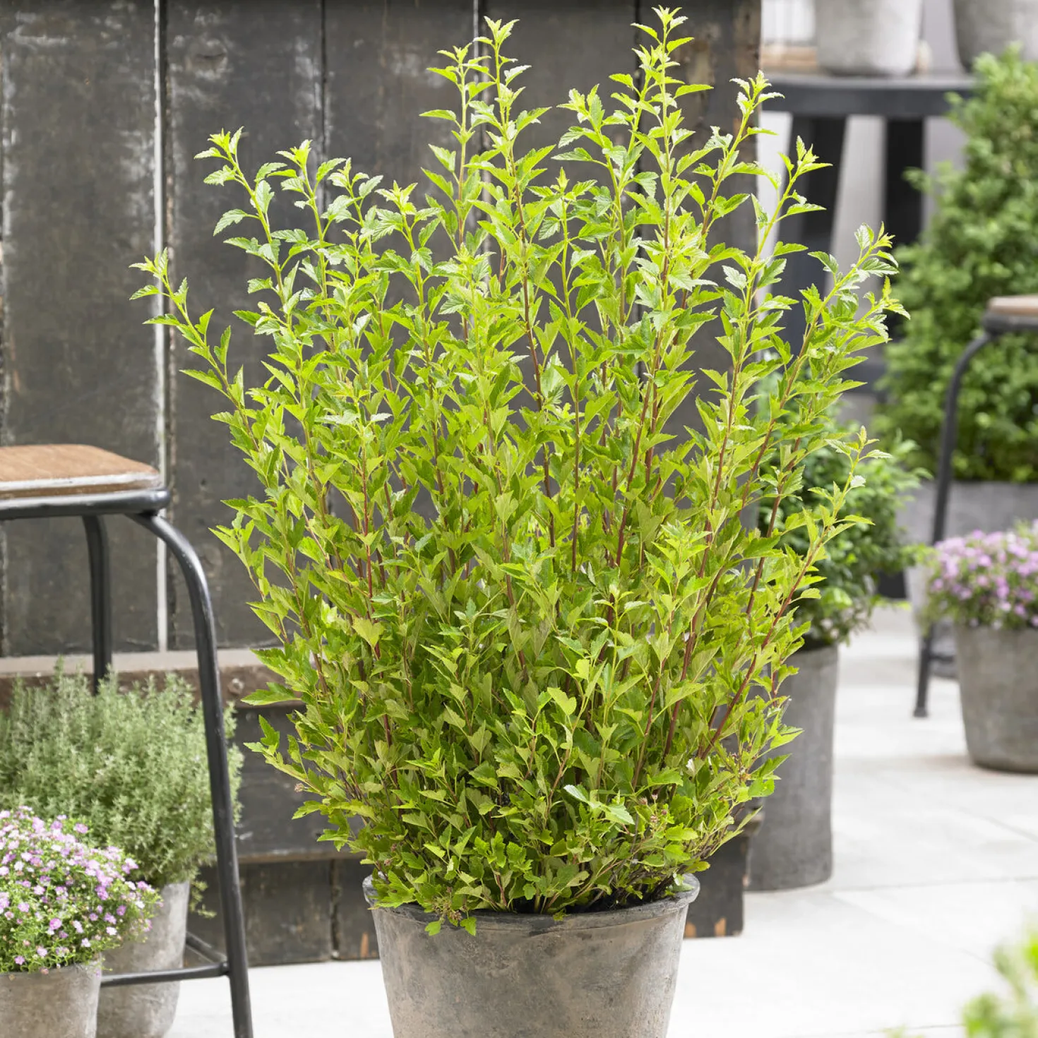 Blasenspiere Little Greeny® - Frisches Grün, null Aufwand