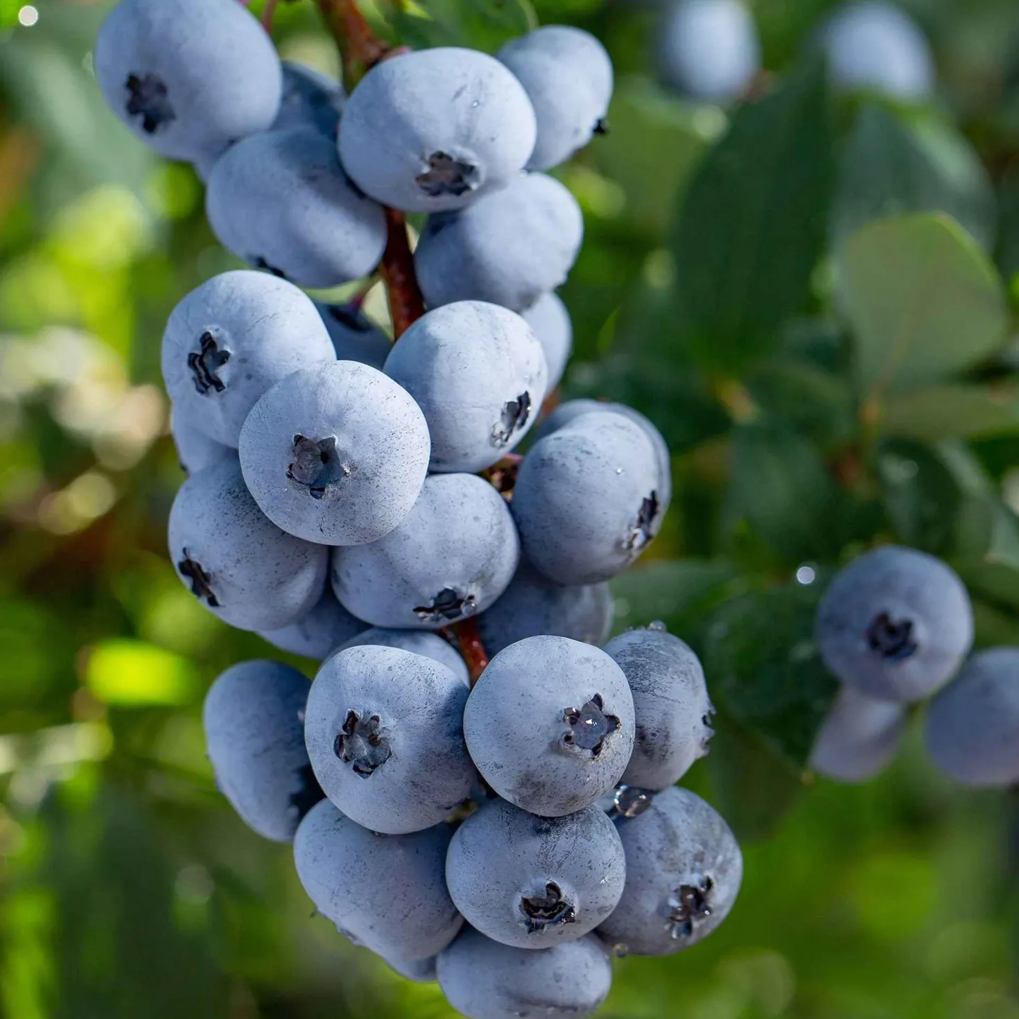 Blaubeere 'Brigitta Blue' - Späte Ernte, süßer Genuss
