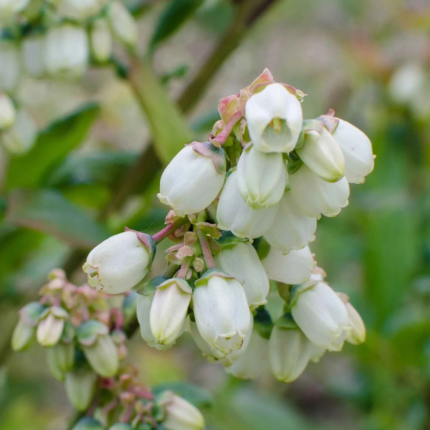 Blaubeere 'Brigitta Blue' - Späte Ernte, süßer Genuss