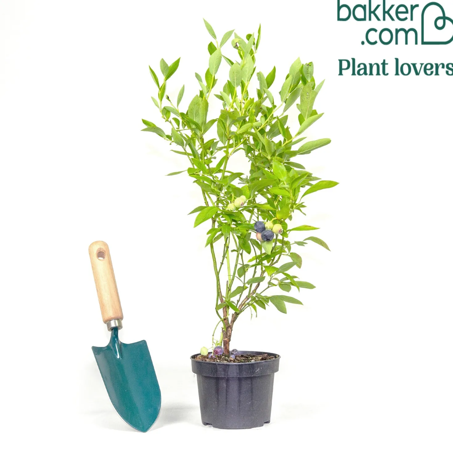 Blaubeere 'Little Blue Wonder' - Süße Ernte auf dem Balkon
