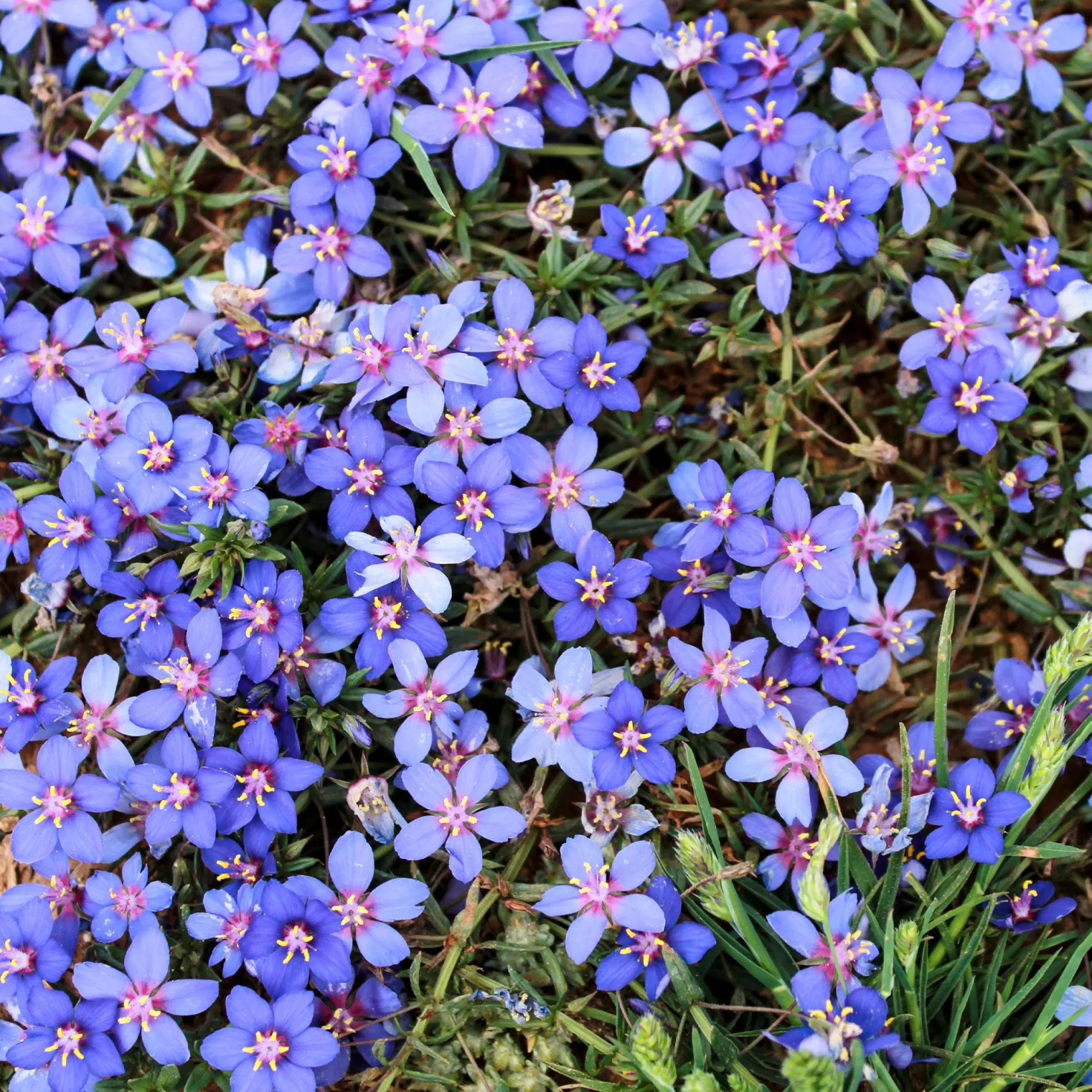 Blaue Anagallis (Linn-Leinkraut) - Blaue Blüten den ganzen Sommer