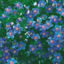 Blaue Anagallis (Linn-Leinkraut) - Blaue Blüten den ganzen Sommer