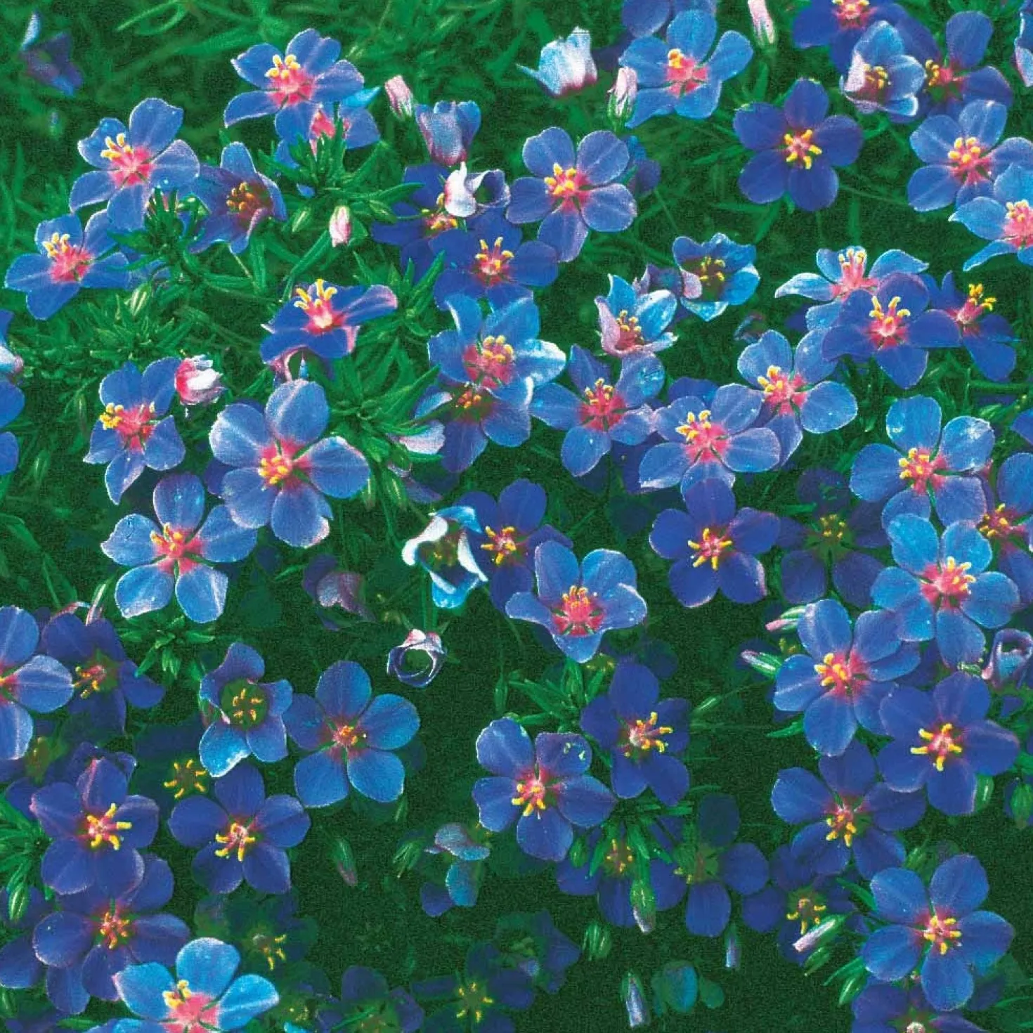 Blaue Anagallis (Linn-Leinkraut) - Blaue Blüten den ganzen Sommer