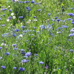 Blaue Blütenmischung - Ein Meer aus Blau