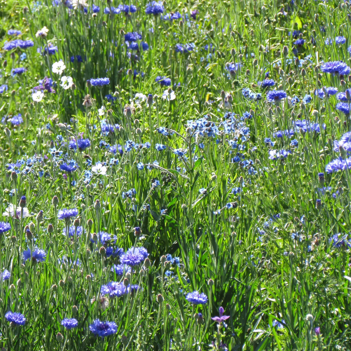 Blaue Blütenmischung - Ein Meer aus Blau