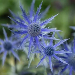 Blaue Edeldistel Big Blue - Stahlblau, robust, pflegeleicht