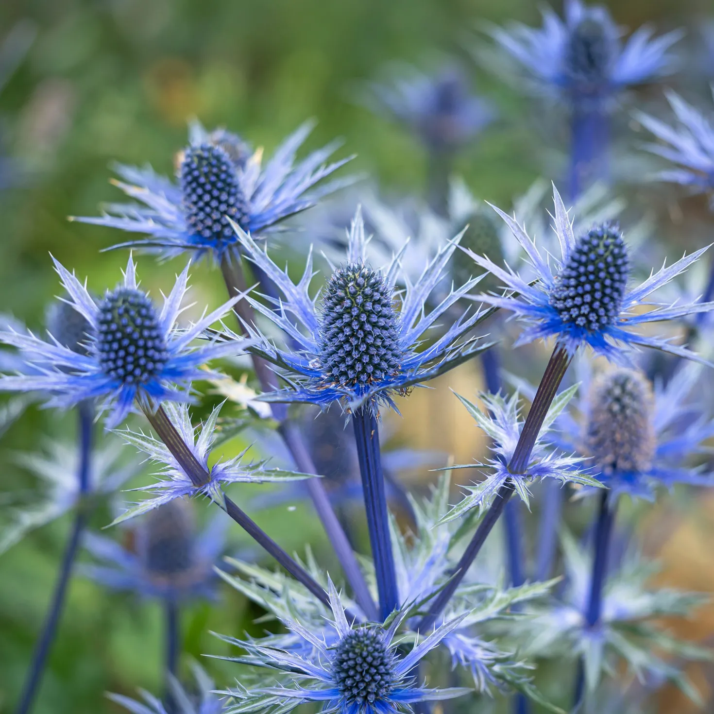 Blaue Edeldistel Big Blue - Stahlblau, robust, pflegeleicht