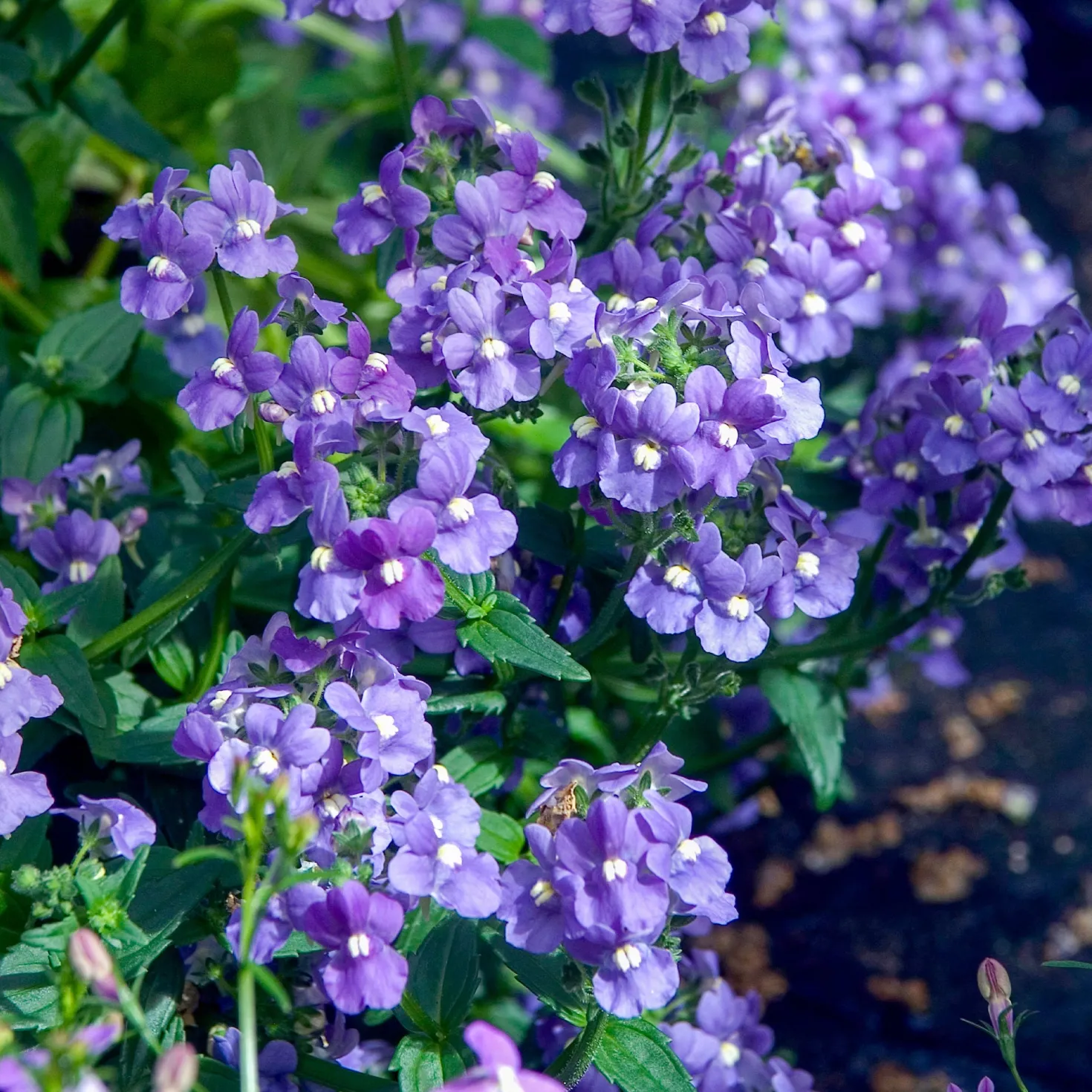 Blaue Elfenspiegel - Blaue Blüten den ganzen Sommer