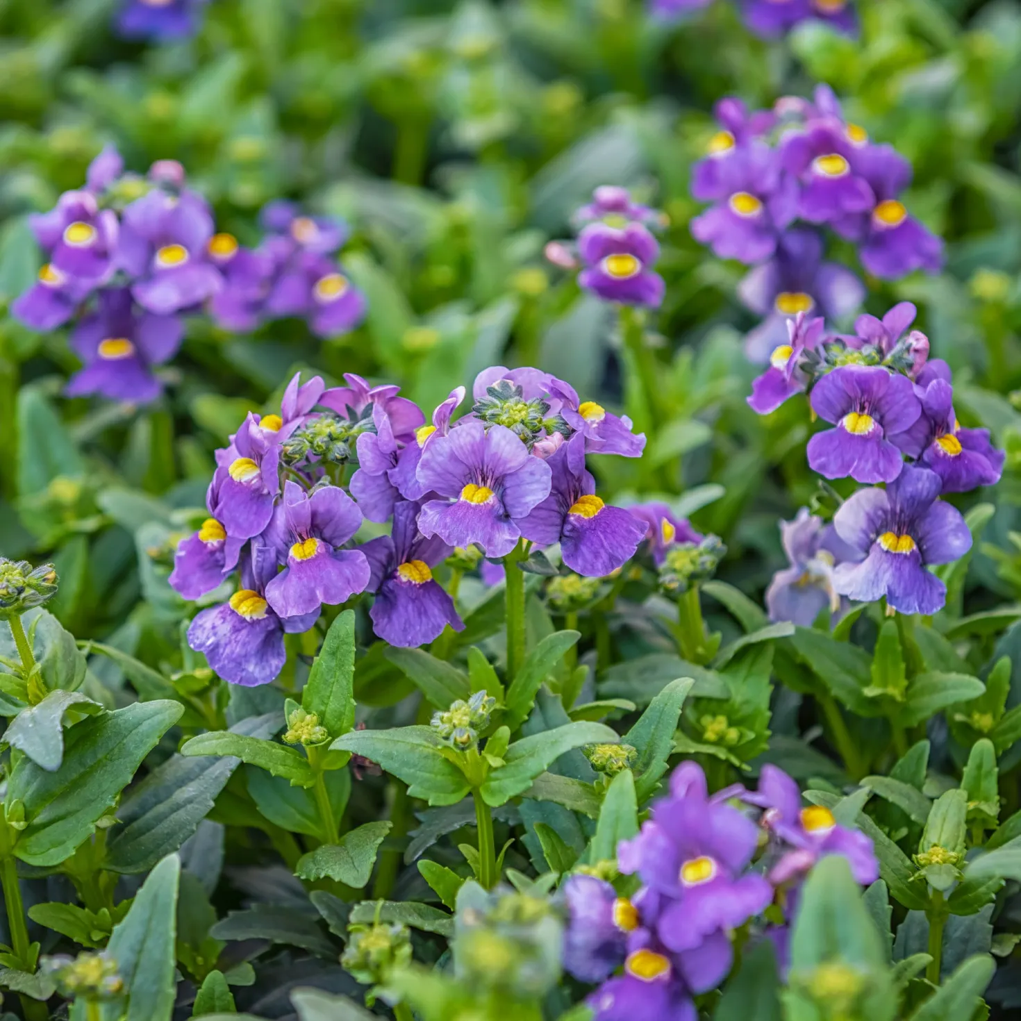 Blaue Elfenspiegel - Blaue Blüten den ganzen Sommer