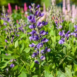 Blaue Färberhülse Decadence Blueberry Sundae - Blaue Blüten, null Aufwand