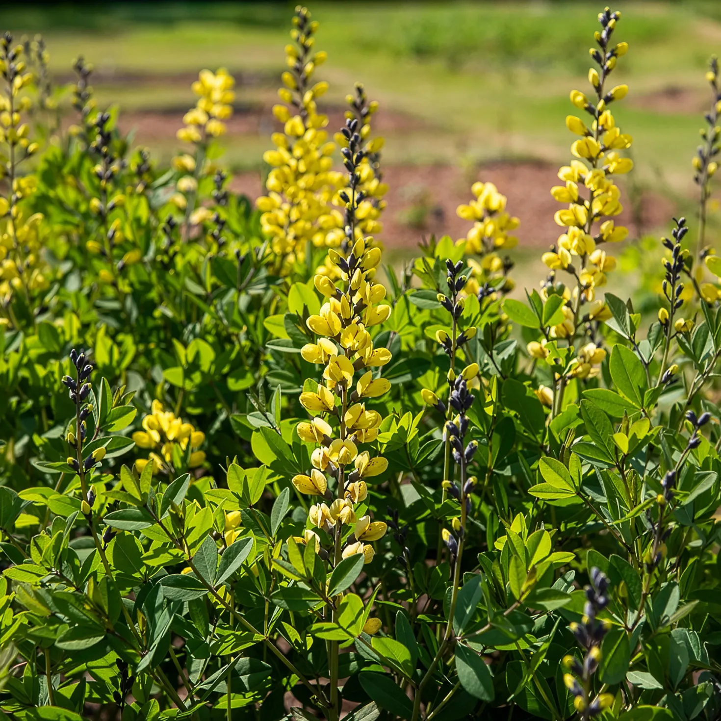 Blaue Färberhülse Decadence Lemon Meringue - Gelbe Blüten ohne Aufwand