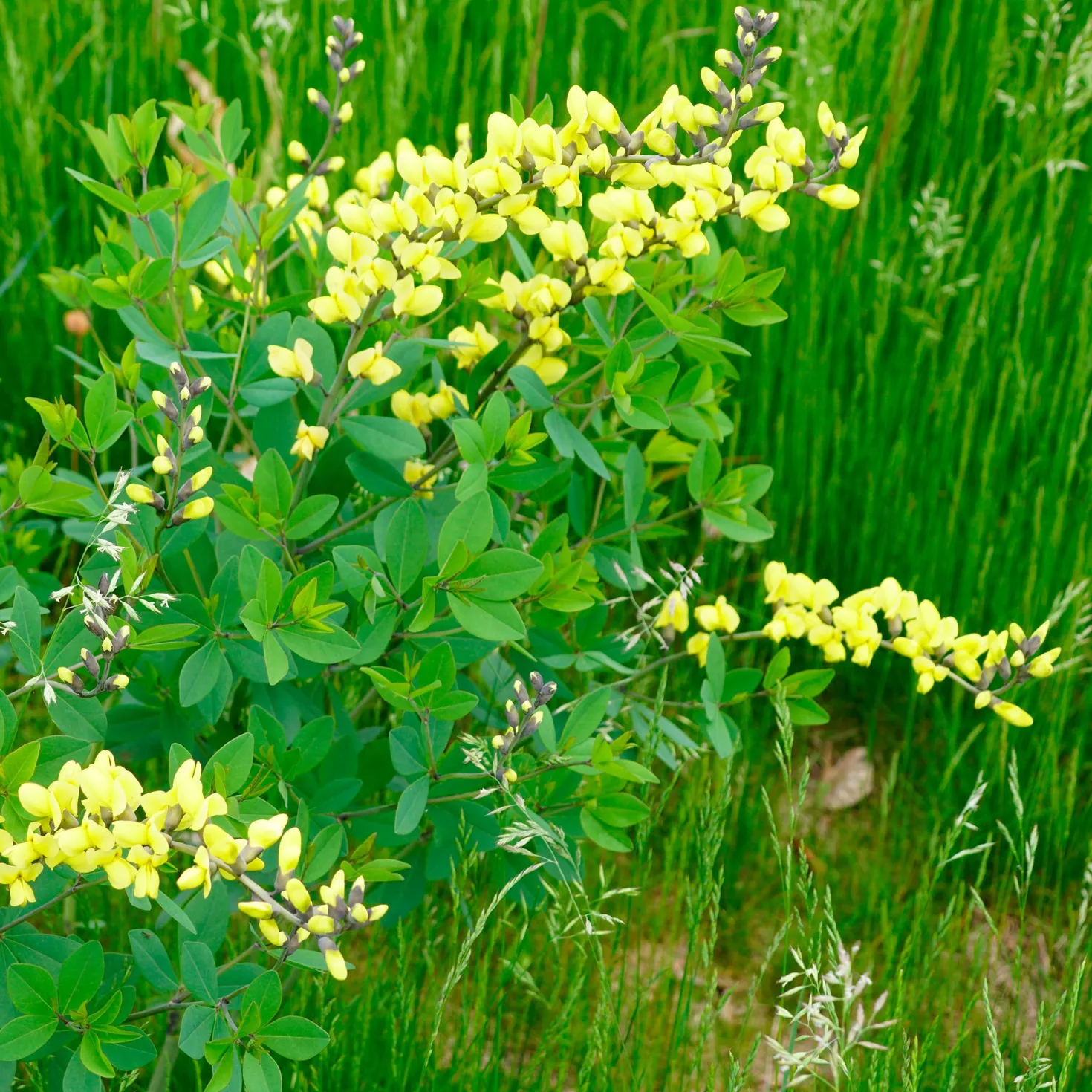 Blaue Färberhülse Decadence Lemon Meringue - Gelbe Blüten ohne Aufwand