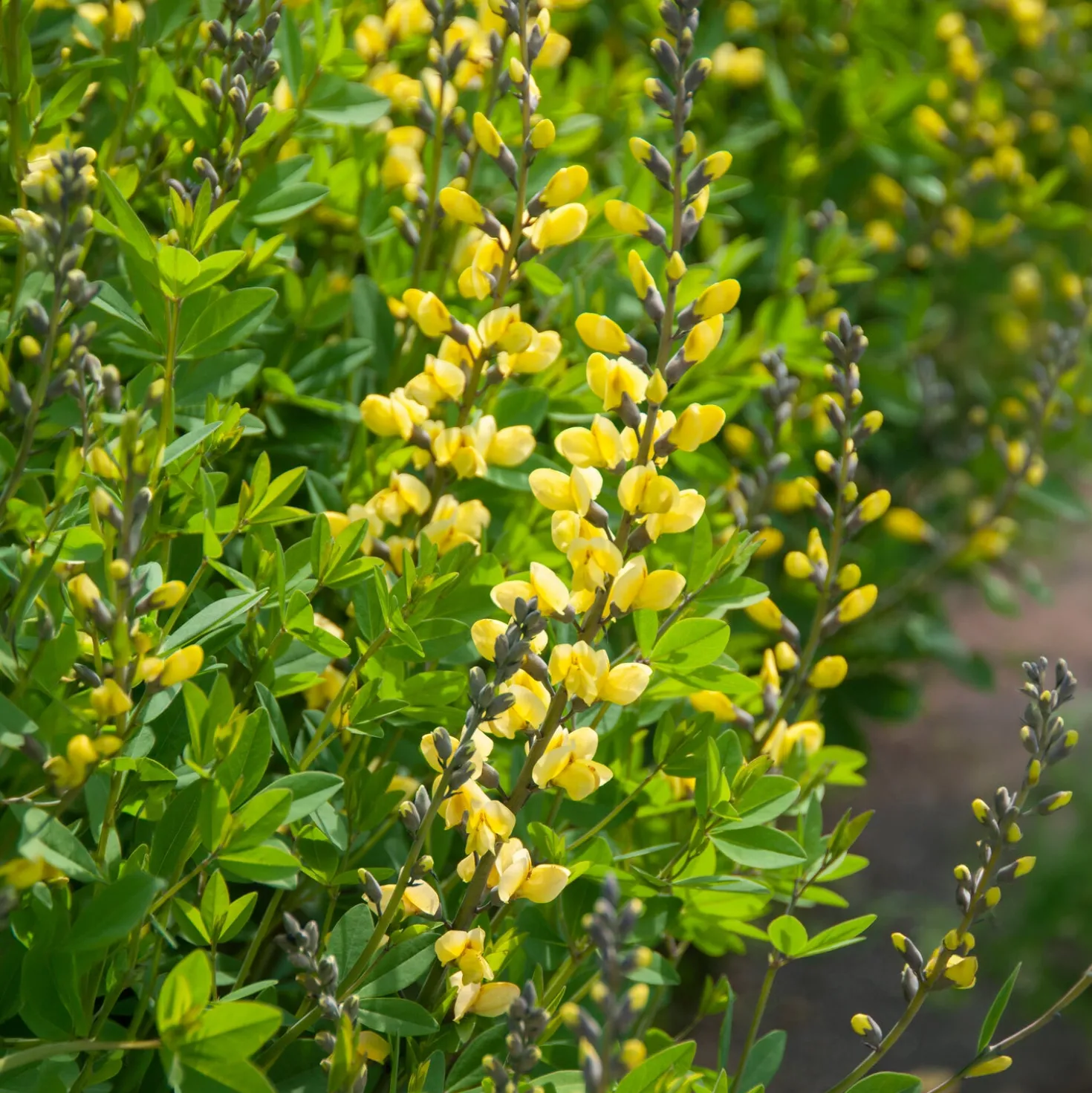 Blaue Färberhülse Decadence Lemon Meringue - Gelbe Blüten ohne Aufwand