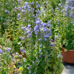 Blaue Kardinals-Lobelie - Blaue Blüten am Wasserrand