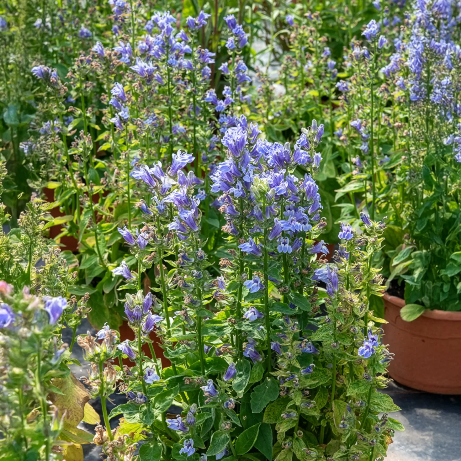 Blaue Kardinals-Lobelie - Blaue Blüten am Wasserrand