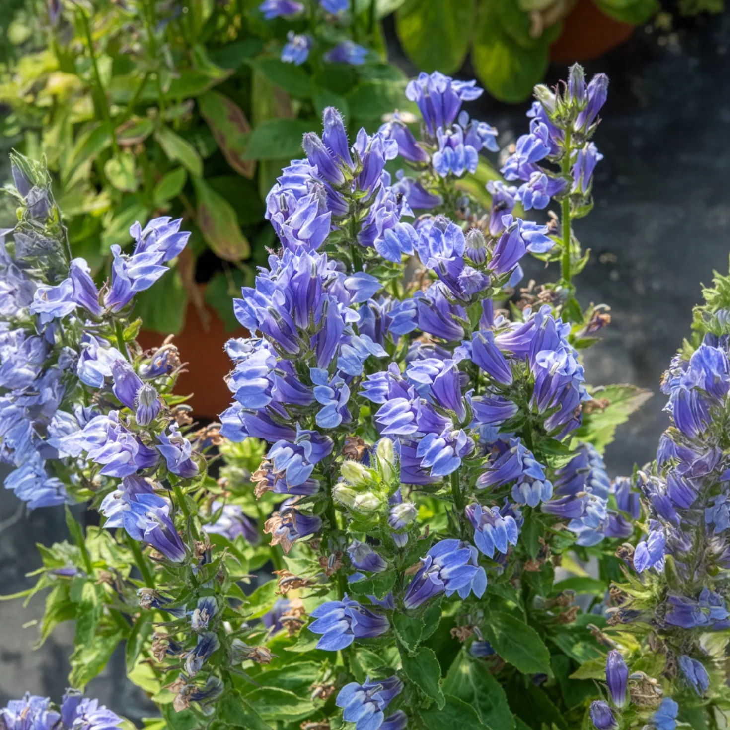 Blaue Kardinals-Lobelie - Blaue Blüten am Wasserrand
