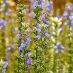 Blaue Kardinals-Lobelie - Blaue Blüten am Wasserrand