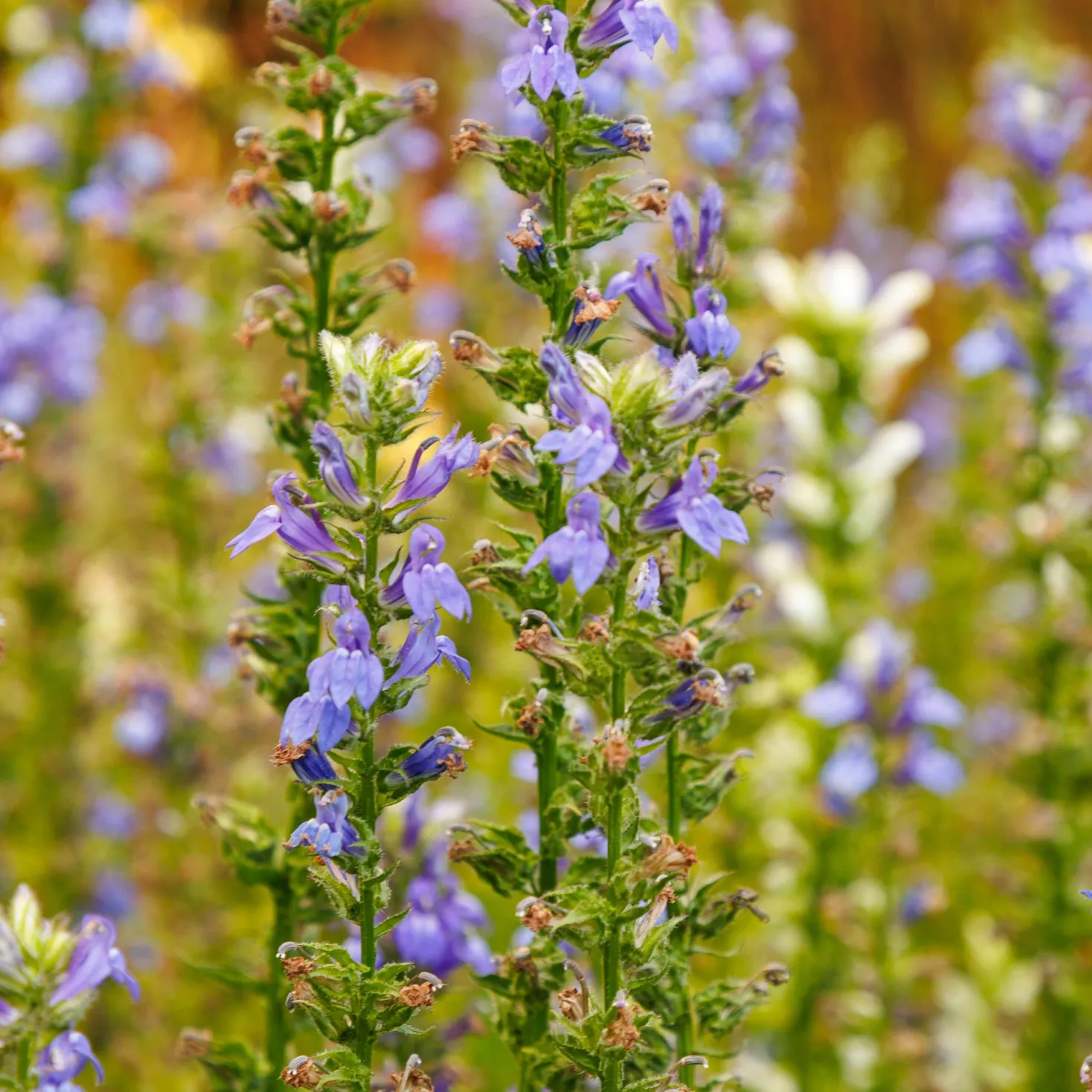 Blaue Kardinals-Lobelie - Blaue Blüten am Wasserrand