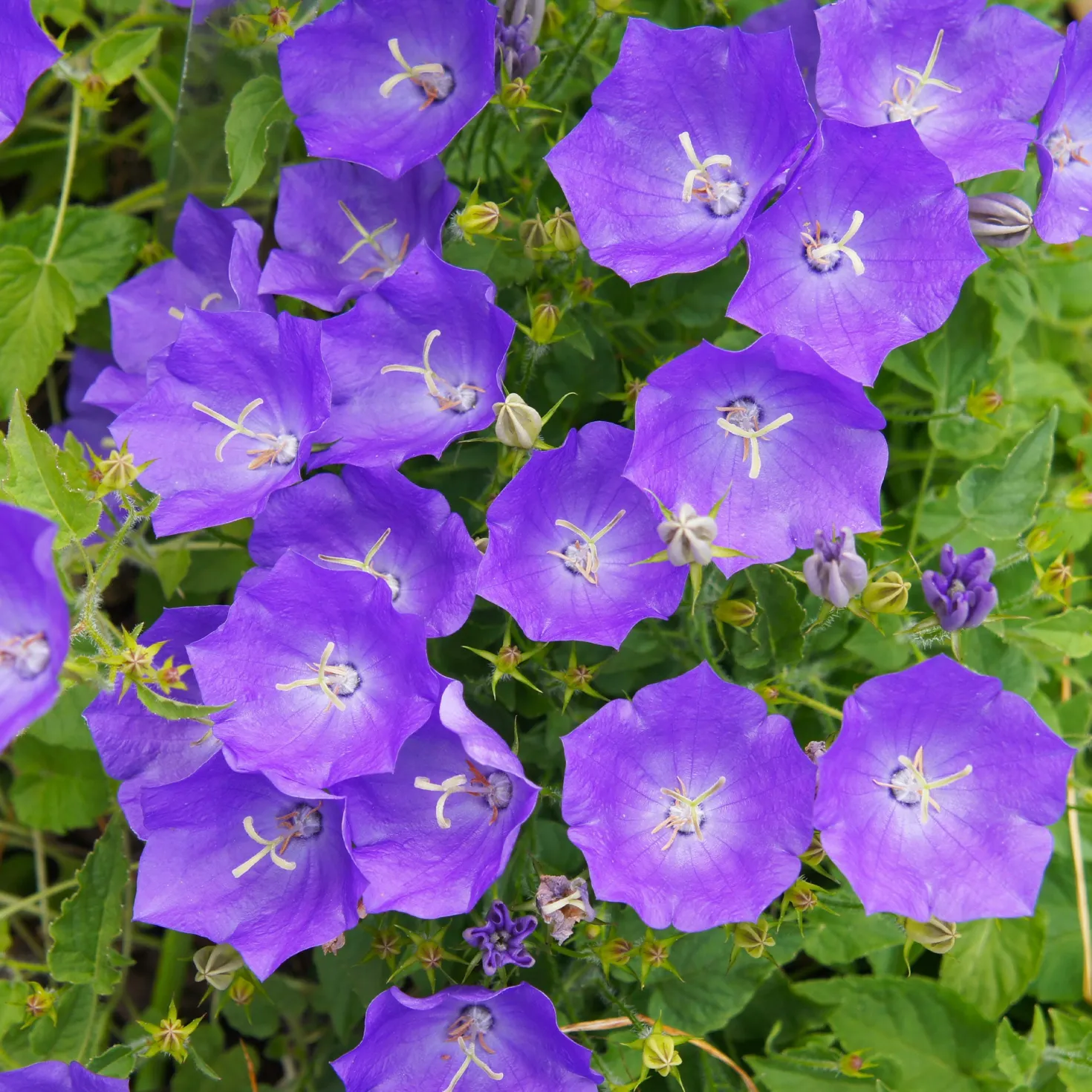 Blaue Karpaten-Glockenblume - Blaues Blütenmeer im Beet
