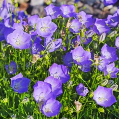 Blaue Karpaten-Glockenblume - Blaues Blütenmeer im Beet