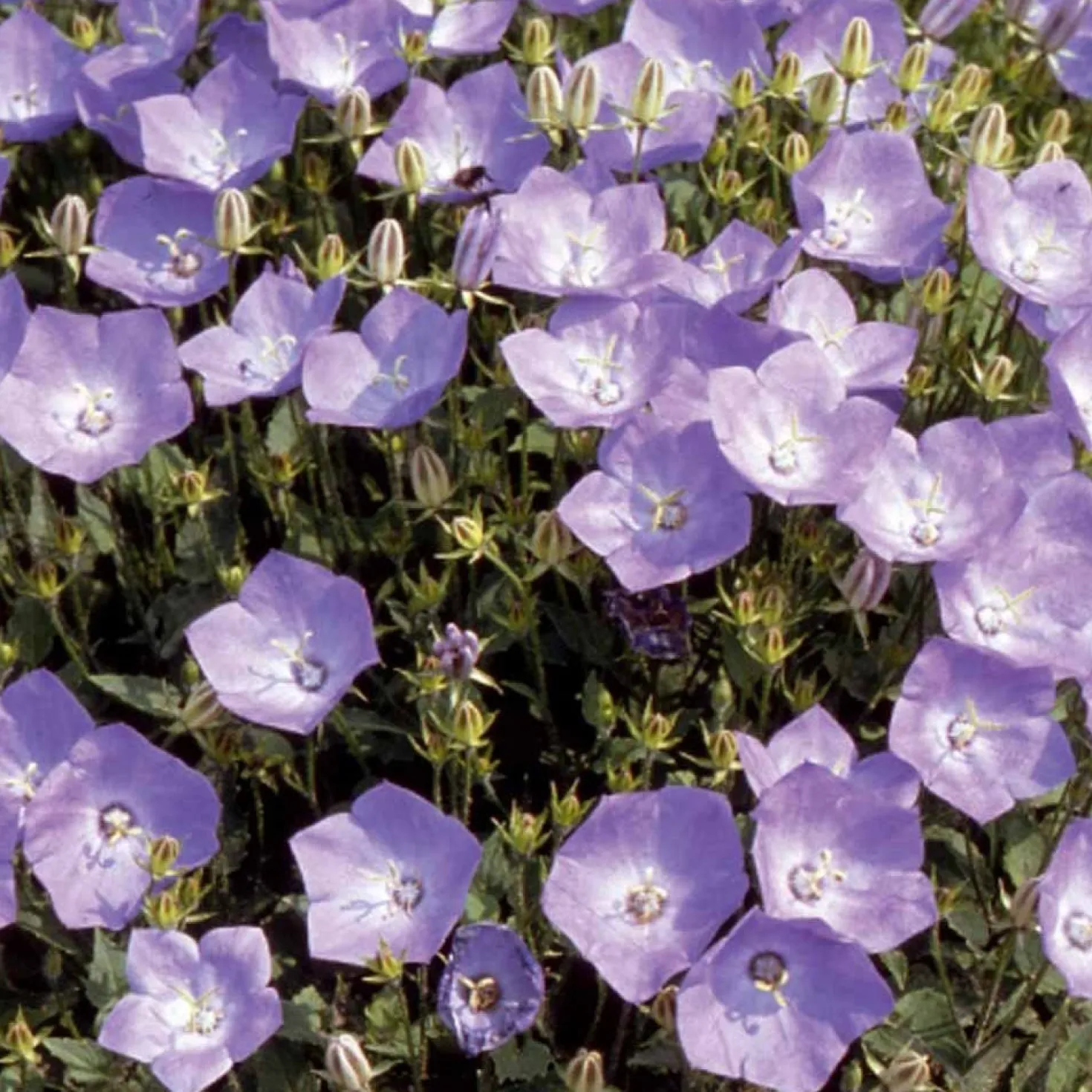 Blaue Karpaten-Glockenblume - Blaues Blütenmeer im Beet