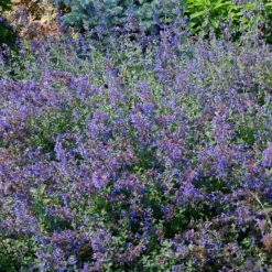 Blaue Katzenminze - Blaue Blütenwolke, kaum Pflege