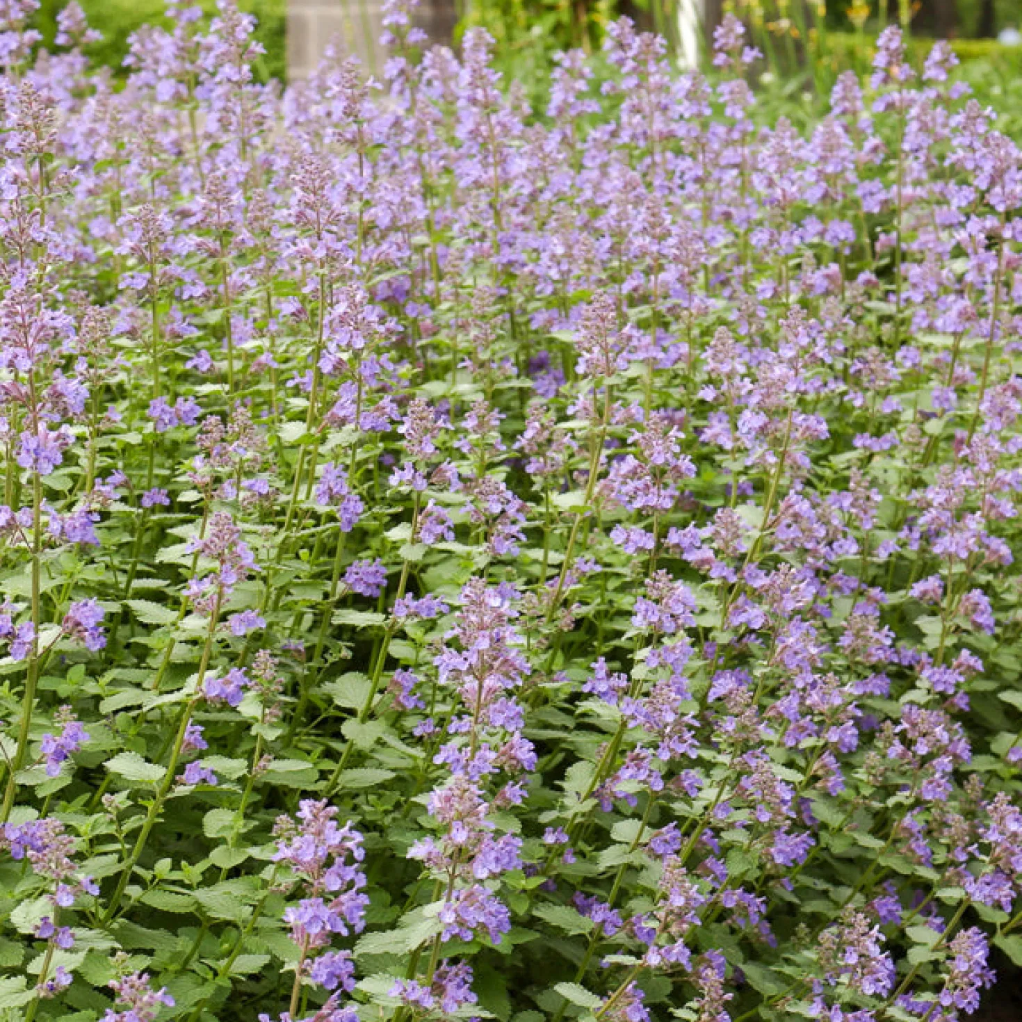 Blaue Katzenminze 'Dropmore' - Blaue Blütenwolke im Nu