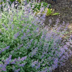 Blaue Katzenminze 'Dropmore' - Blaue Blütenwolke im Nu