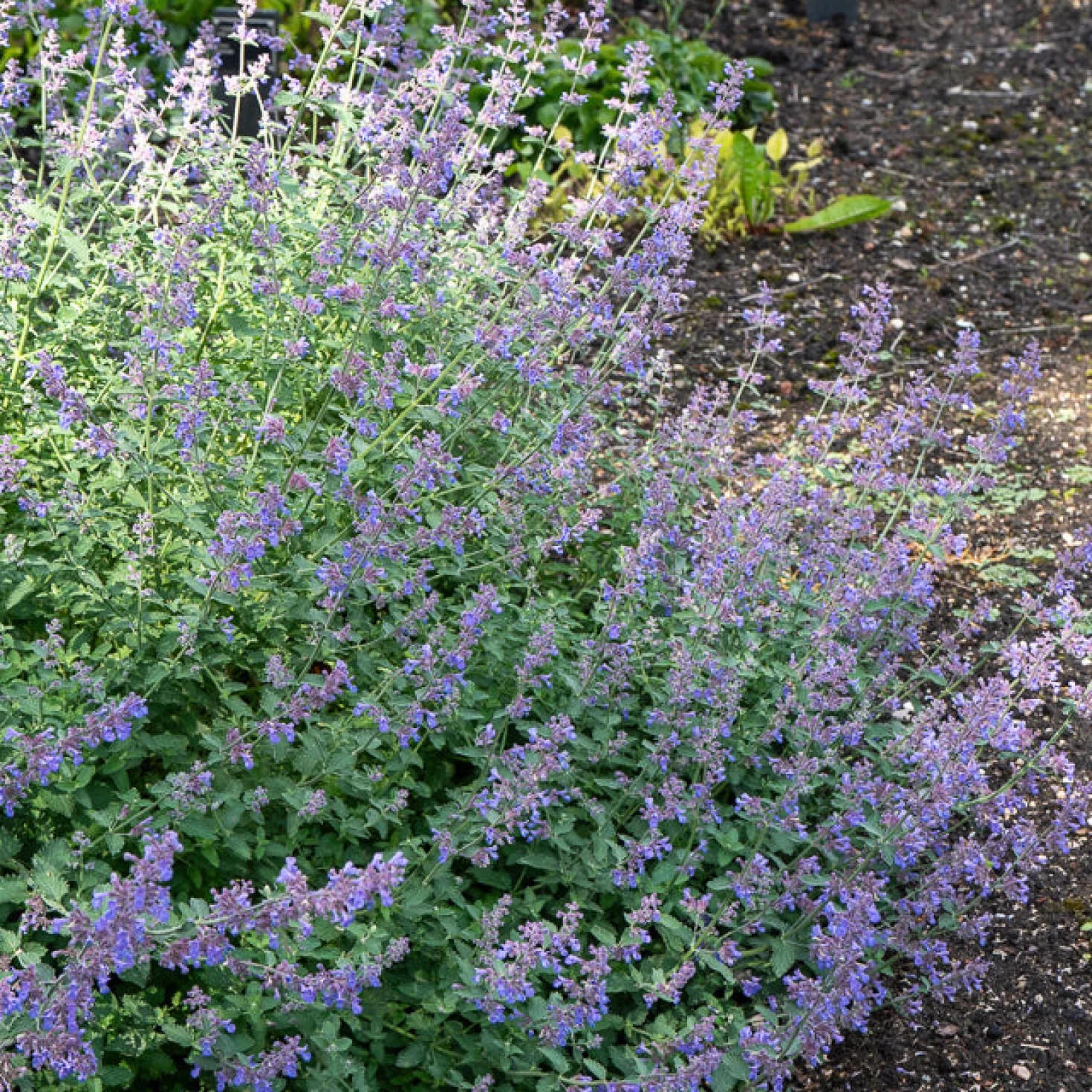 Blaue Katzenminze 'Dropmore' - Blaue Blütenwolke im Nu