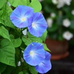 Blaue Prunkwinde Heavenly Blue - Blaues Blütenmeer im Sommer