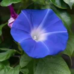 Blaue Prunkwinde Heavenly Blue - Blaues Blütenmeer im Sommer