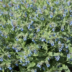 Blauer Beinwell - Blaue Blüten ohne Mühe