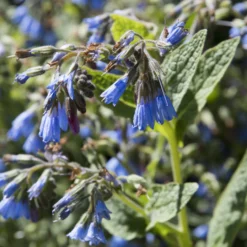 Blauer Beinwell - Blaue Blüten ohne Mühe