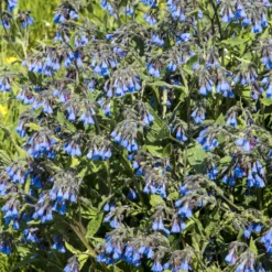 Blauer Beinwell - Blaue Blüten ohne Mühe