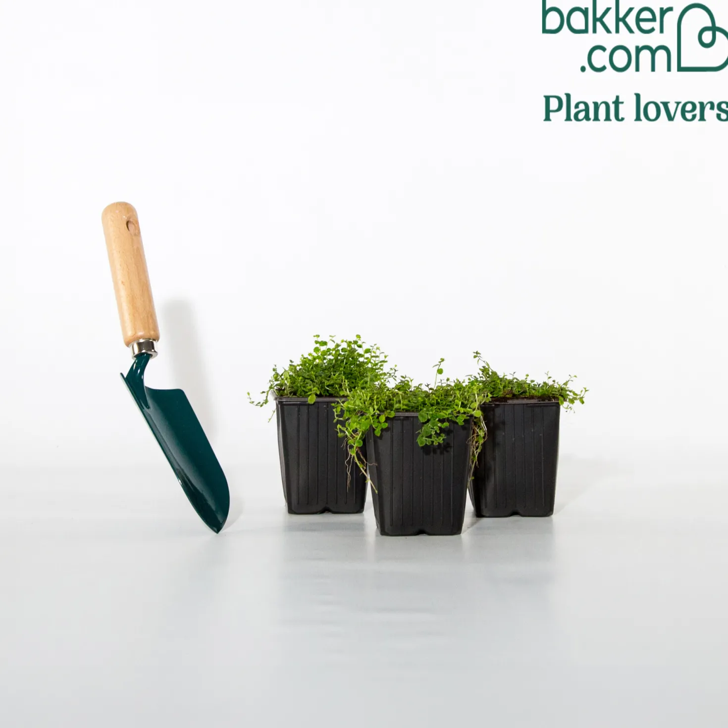 Blauer Bubikopf (x3) - Blauer Blütenteppich im Nu