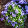 Blauer Leberbalsam (Ageratum) - Blaue Blüten den ganzen Sommer