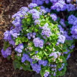 Blauer Leberbalsam (Ageratum) - Blaue Blüten den ganzen Sommer