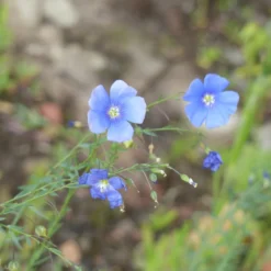 Blauer Stauden-Lein - Blaues Blütenmeer im Garten