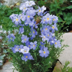 Blauer Stauden-Lein - Blaues Blütenmeer im Garten