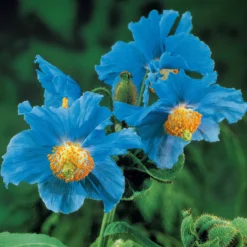Blauer Tibet-Scheinmohn (x2) - Das seltene Himmelblau