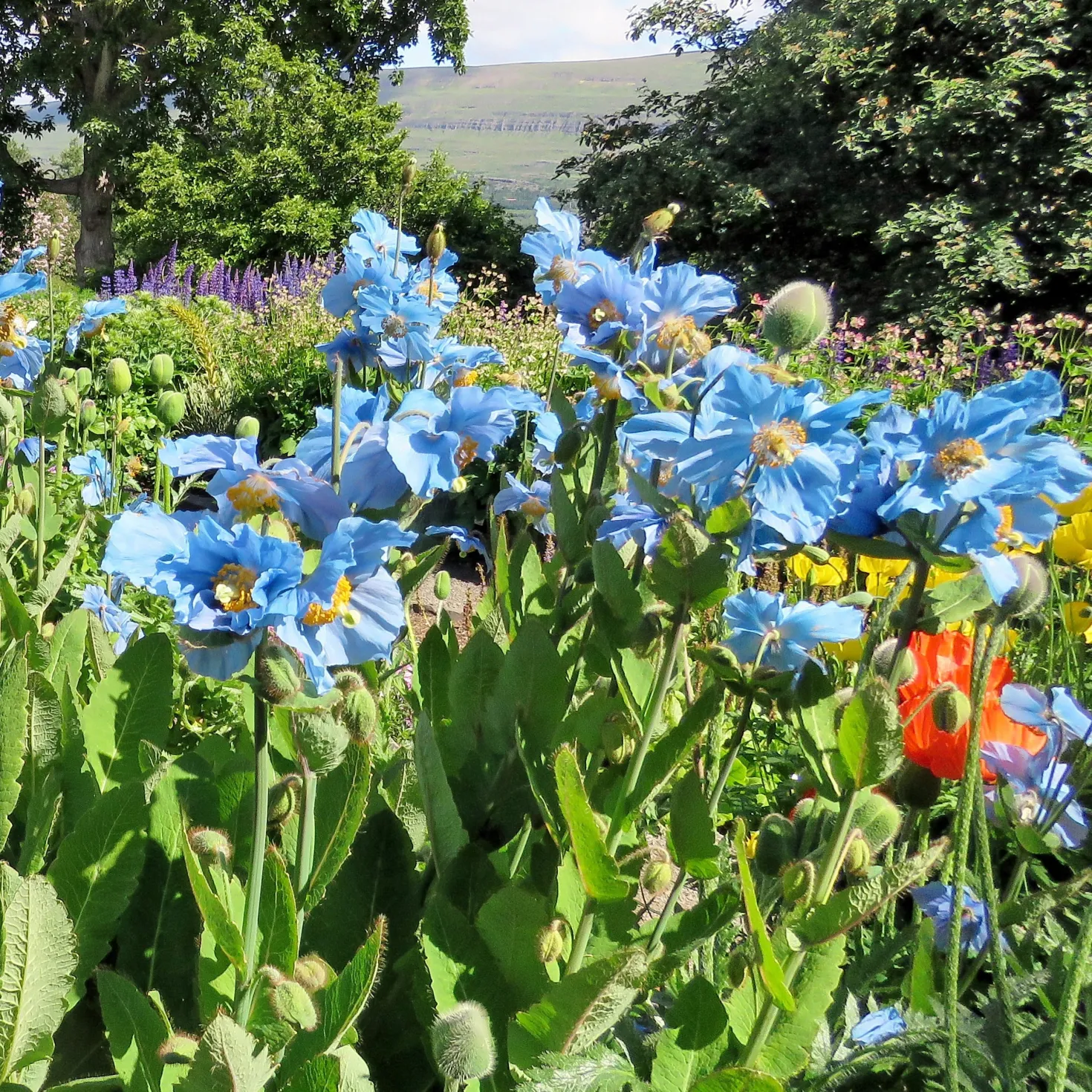 Blauer Tibet-Scheinmohn (x2) - Das seltene Himmelblau