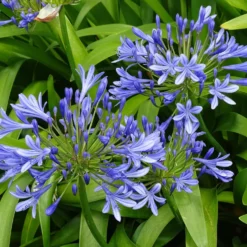 Blaue Schmucklilie (x3) - Blaue Blütenkugeln im Sommer