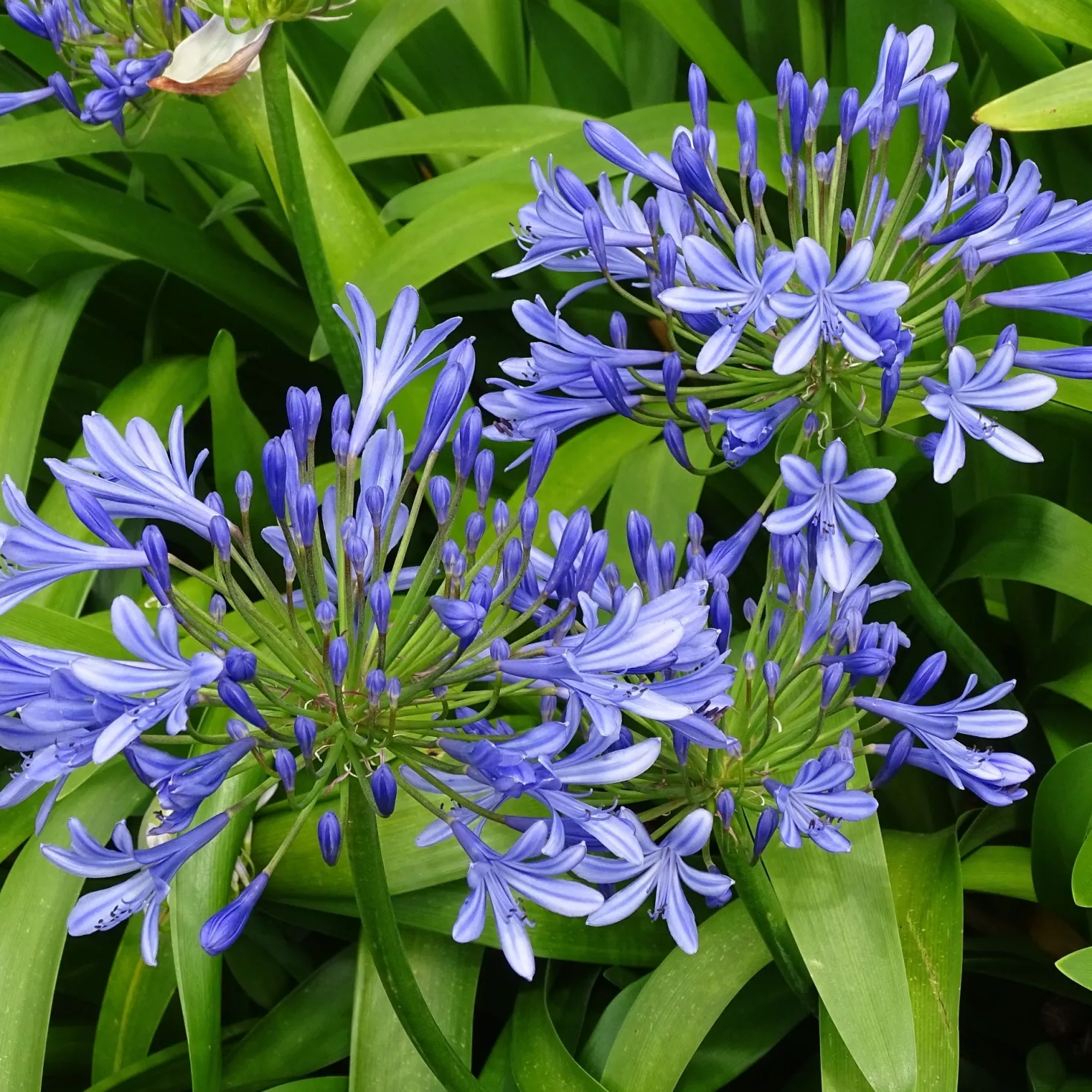 Blaue Schmucklilie (x3) - Blaue Blütenkugeln im Sommer