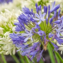 Blaue Schmucklilie (x3) - Blaue Blütenkugeln im Sommer